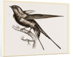 Swallow of Palestine by Anonymous
