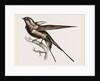 Swallow of Palestine by Anonymous
