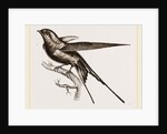 Swallow of Palestine by Anonymous