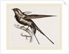 Swallow of Palestine by Anonymous