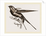 Swallow of Palestine by Anonymous