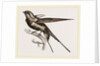 Swallow of Palestine by Anonymous