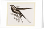 Swallow of Palestine by Anonymous