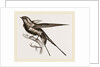 Swallow of Palestine by Anonymous