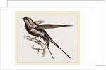 Swallow of Palestine by Anonymous