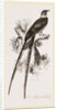 Fort tailed Groatsucker by Anonymous