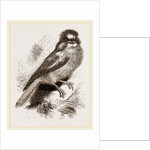 Cold River Podargus. Podargidae family by Anonymous