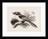 Long-eared Podargus by Anonymous