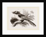 Long-eared Podargus by Anonymous
