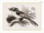 Long-eared Podargus by Anonymous