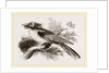 Long-eared Podargus by Anonymous