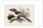 Long-eared Podargus by Anonymous