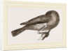 Bird asleep by Anonymous