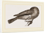 Bird asleep by Anonymous