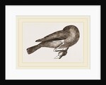 Bird asleep by Anonymous