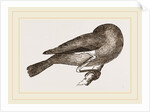 Bird asleep by Anonymous