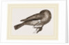 Bird asleep by Anonymous