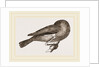 Bird asleep by Anonymous
