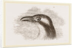 Head of Roller showing the Vibrissae by Anonymous