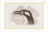 Head of Roller showing the Vibrissae by Anonymous