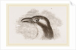 Head of Roller showing the Vibrissae by Anonymous