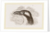 Head of Roller showing the Vibrissae by Anonymous