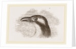Head of Roller showing the Vibrissae by Anonymous