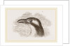 Head of Roller showing the Vibrissae by Anonymous