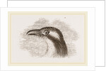 Head of Roller showing the Vibrissae by Anonymous