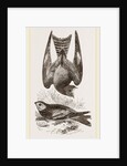 Night-Hawks by Anonymous