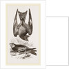 Night-Hawks by Anonymous