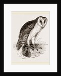 Barn-Owl by Anonymous