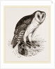 Barn-Owl by Anonymous