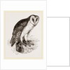 Barn-Owl by Anonymous