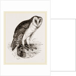 Barn-Owl by Anonymous