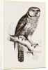 Hawk-Owl by Anonymous