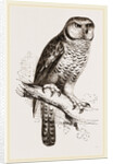 Hawk-Owl by Anonymous