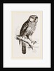 Hawk-Owl by Anonymous