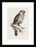 Hawk-Owl by Anonymous