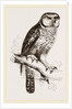Hawk-Owl by Anonymous