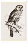 Hawk-Owl by Anonymous
