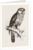 Hawk-Owl by Anonymous