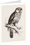 Hawk-Owl by Anonymous