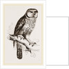 Hawk-Owl by Anonymous