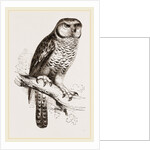 Hawk-Owl by Anonymous