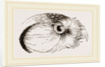 Head of Hawk Owl by Anonymous