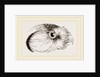 Head of Hawk Owl by Anonymous