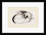 Head of Hawk Owl by Anonymous