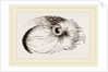 Head of Hawk Owl by Anonymous