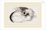 Head of Hawk Owl by Anonymous